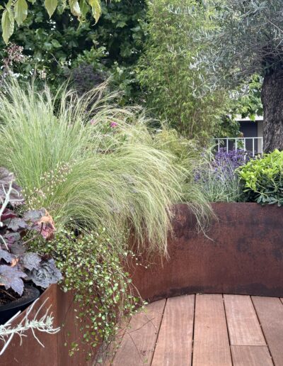 Une jardinière courbe en acier Corten, pleine de végétation, posée sur un parquet. Des graminées, un olivier.