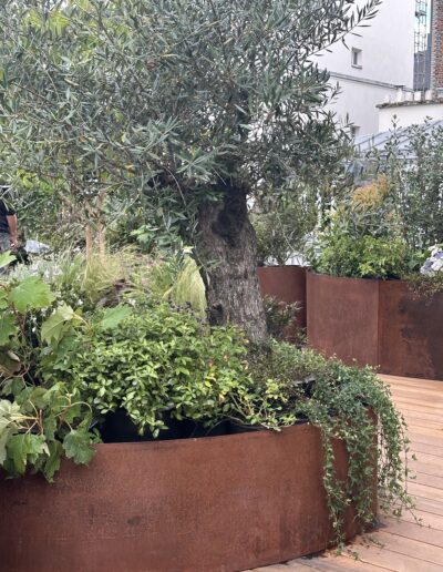 Une jardinière courbe en acier Corten, pleine de végétation, posée sur un parquet. Des graminées, un olivier au premier plan.